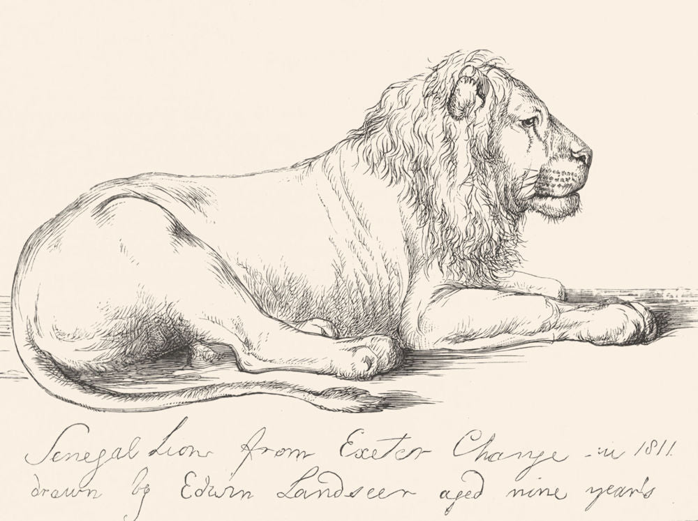 LIONS. Senegal Lion-Landseer c1880 old antique vintage print picture